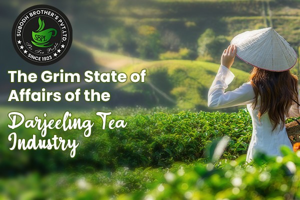 The Grim State of Affairs of the Darjeeling Tea Industry